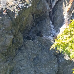 A08PigeonGuillemots2960.jpg