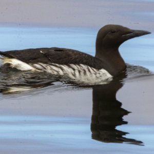 A09CommonMurre3265.jpg
