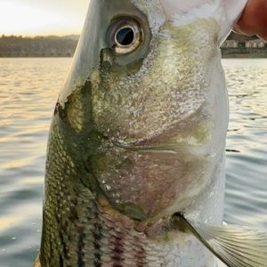 IMG_5647.jpeg