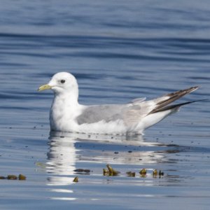 D03ShortBilledGull2866.jpg