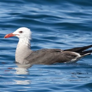D04HeermannsGull6107.jpg