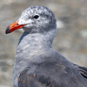 D05HeermannsGull3806 copy.jpg