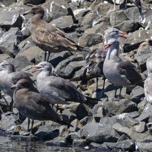D6HeermannsGulls3582 copy.jpg