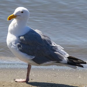D16WesternGull4295.jpg
