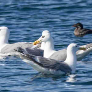 D18GlaucousWinged&OtherGulls6039.jpg