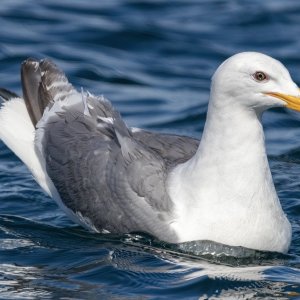 D19NotGlaucousWingedGull6198.jpg