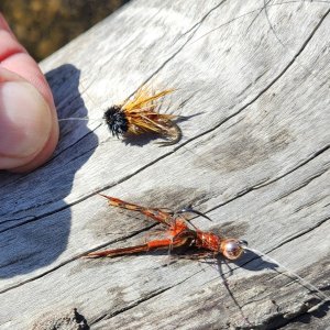 20251009_SecndSetFlies.jpg