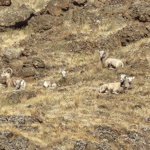 20251009_SheepChillin.jpg