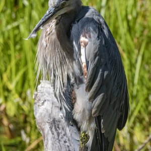 B01GreatBlueHeron3557.jpg