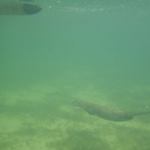 AuditOtter2.jpg
