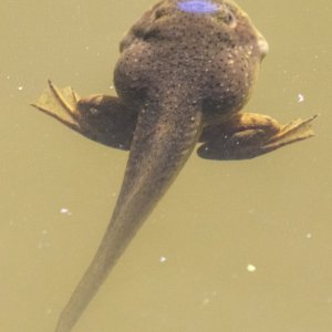 A01BullfrogTadpoleDeveloping3644.jpg