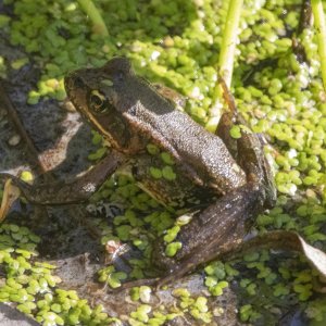 A02NorthernRedLeggedFrog5816.jpg