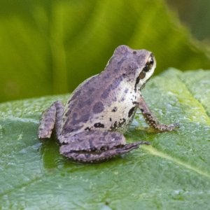A05PacificTreefrog4406.jpg