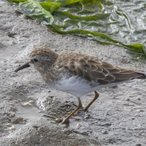 DC1LeastSandpiper5463.jpg