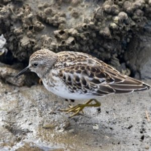 DC2LeastSandpiper5456.jpg