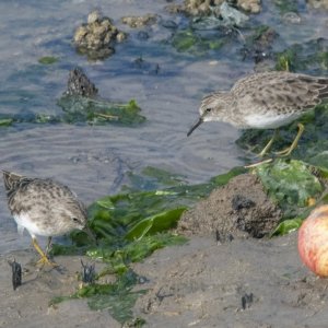 DC4LeastSandpipers5421.jpg