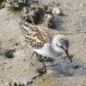 DD1WesternSandpiper5505.jpg