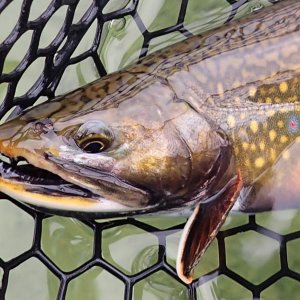 Brookie1b.jpg