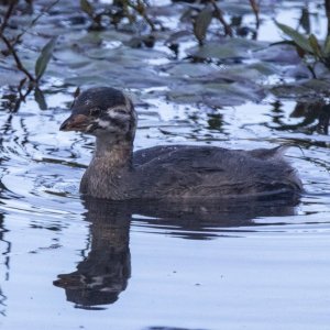 A05PiedBilledGrebeChick5684.jpg