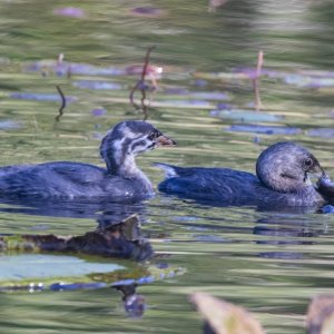 A06PiedBilledGrebeChick&AdultWSlimySculpin.jpg