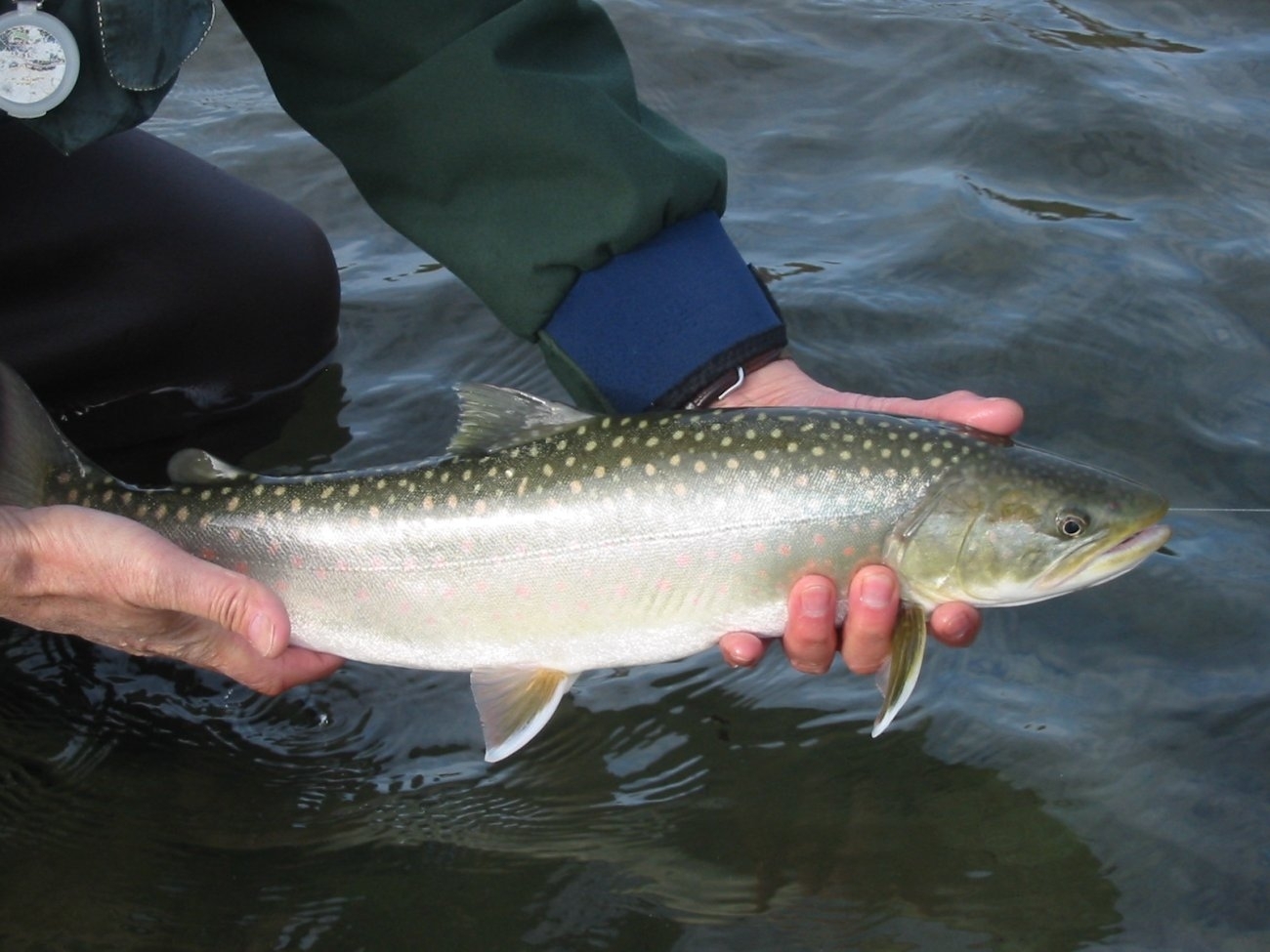 skagit bull