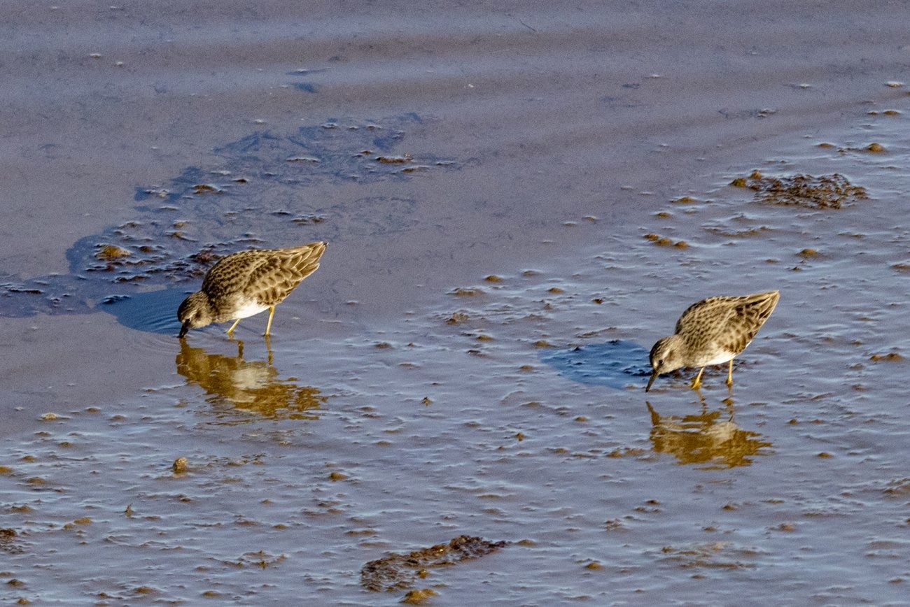 A08LeastSandpipers8408.jpg
