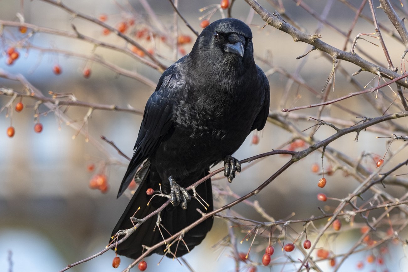 A09CommonCrow6698.jpg