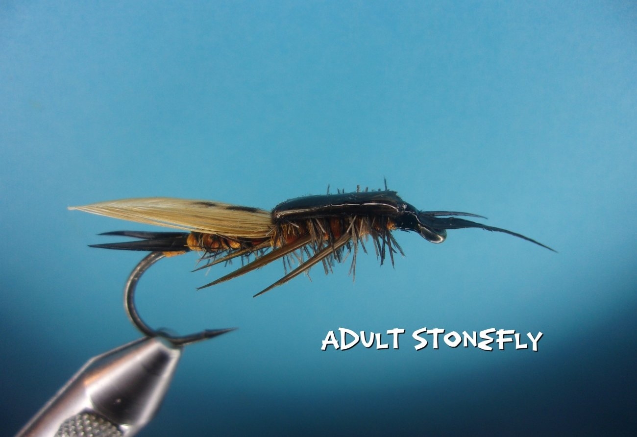 Adult Stonefly.jpg