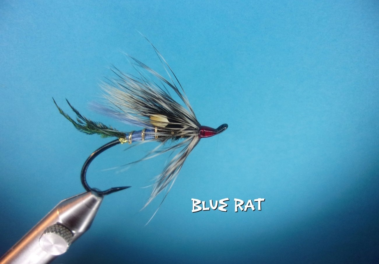 Blue Rat.jpg