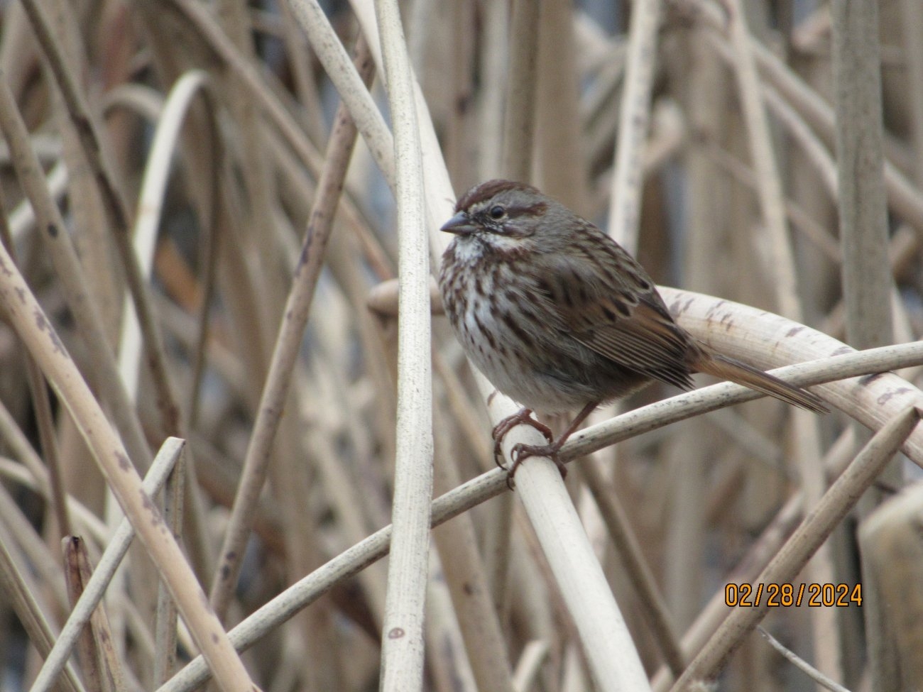 song sparrow.JPG