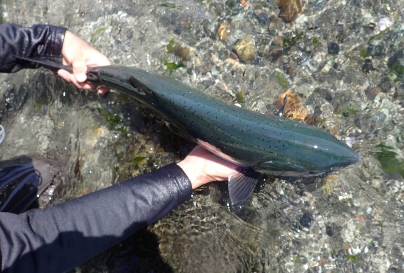 Big Migratory Beach Coho Salmon Release 2