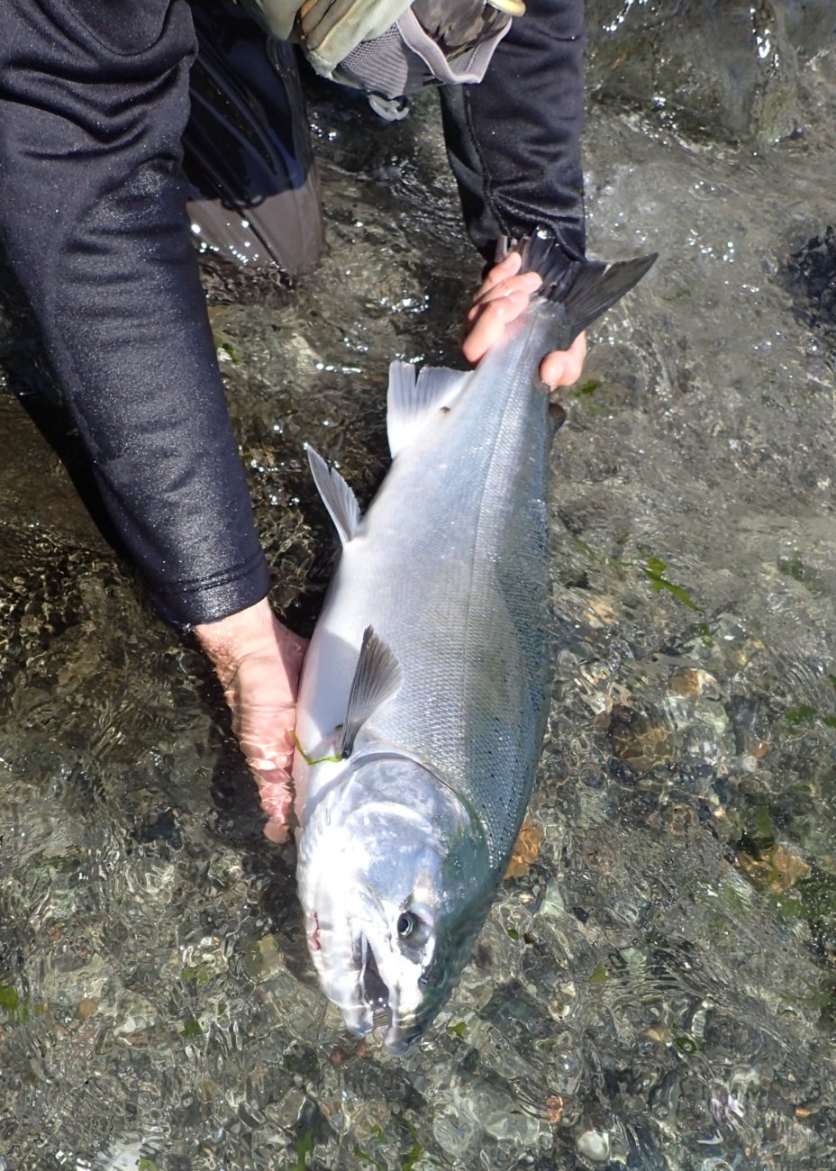 Big Migratory Beach Coho Salmon Release 3