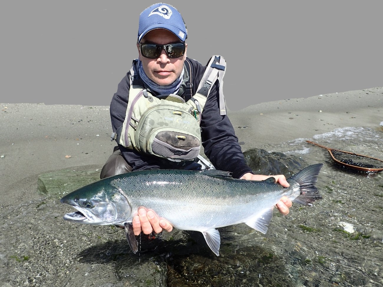 Big Migratory Beach Coho Salmon Release