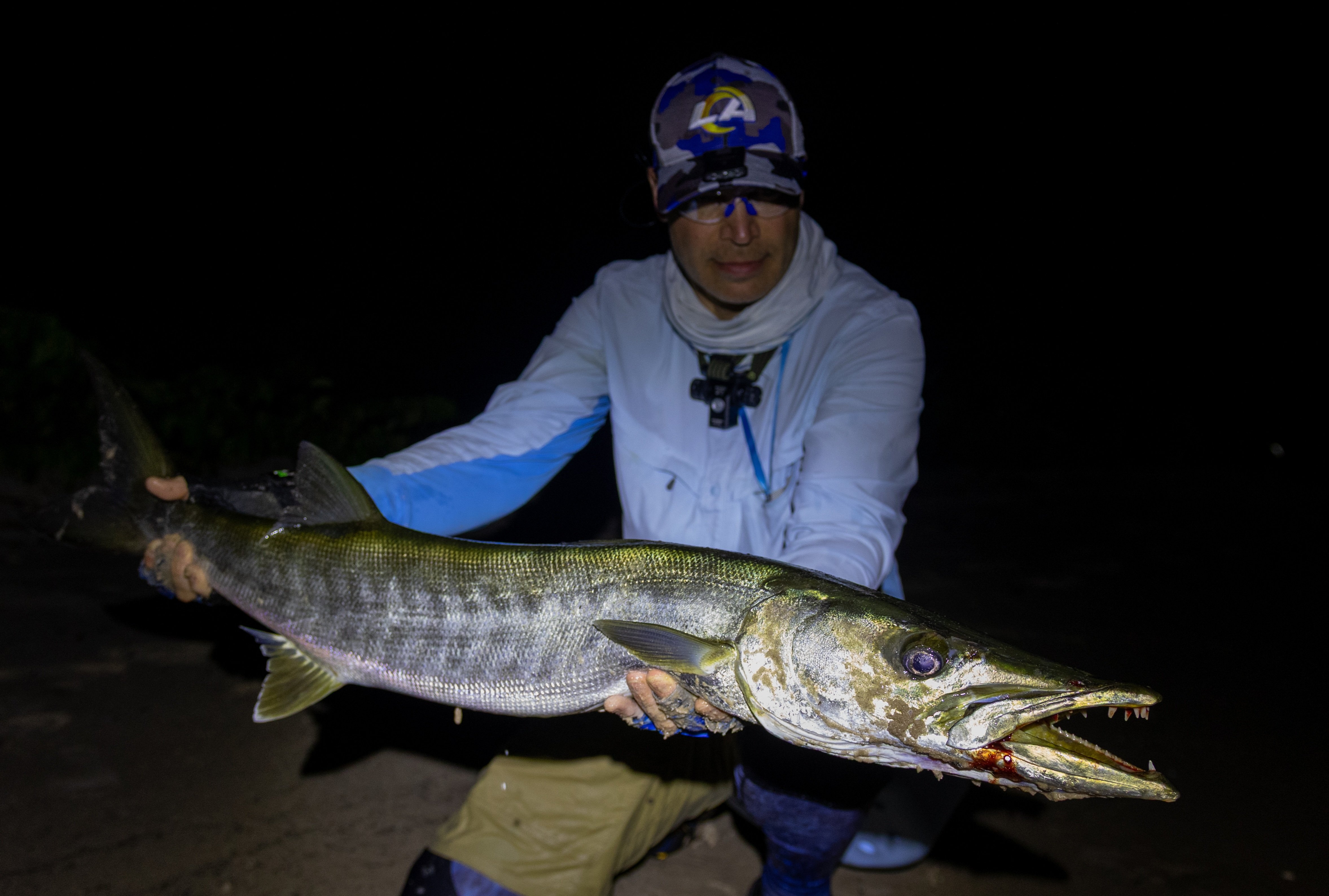 Guinean Barracuda