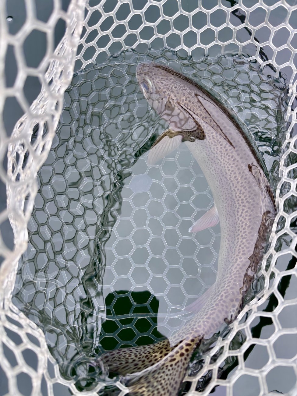 Media 'IMG_7790.jpeg' in category 'Trip Reports & Fish Pics'