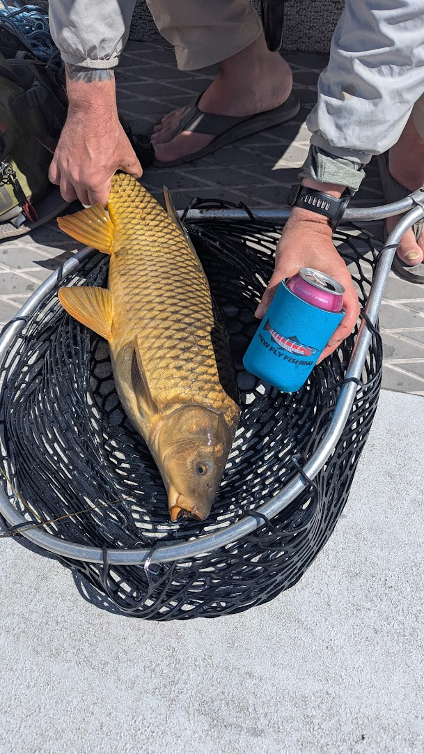 June 2026 Carp