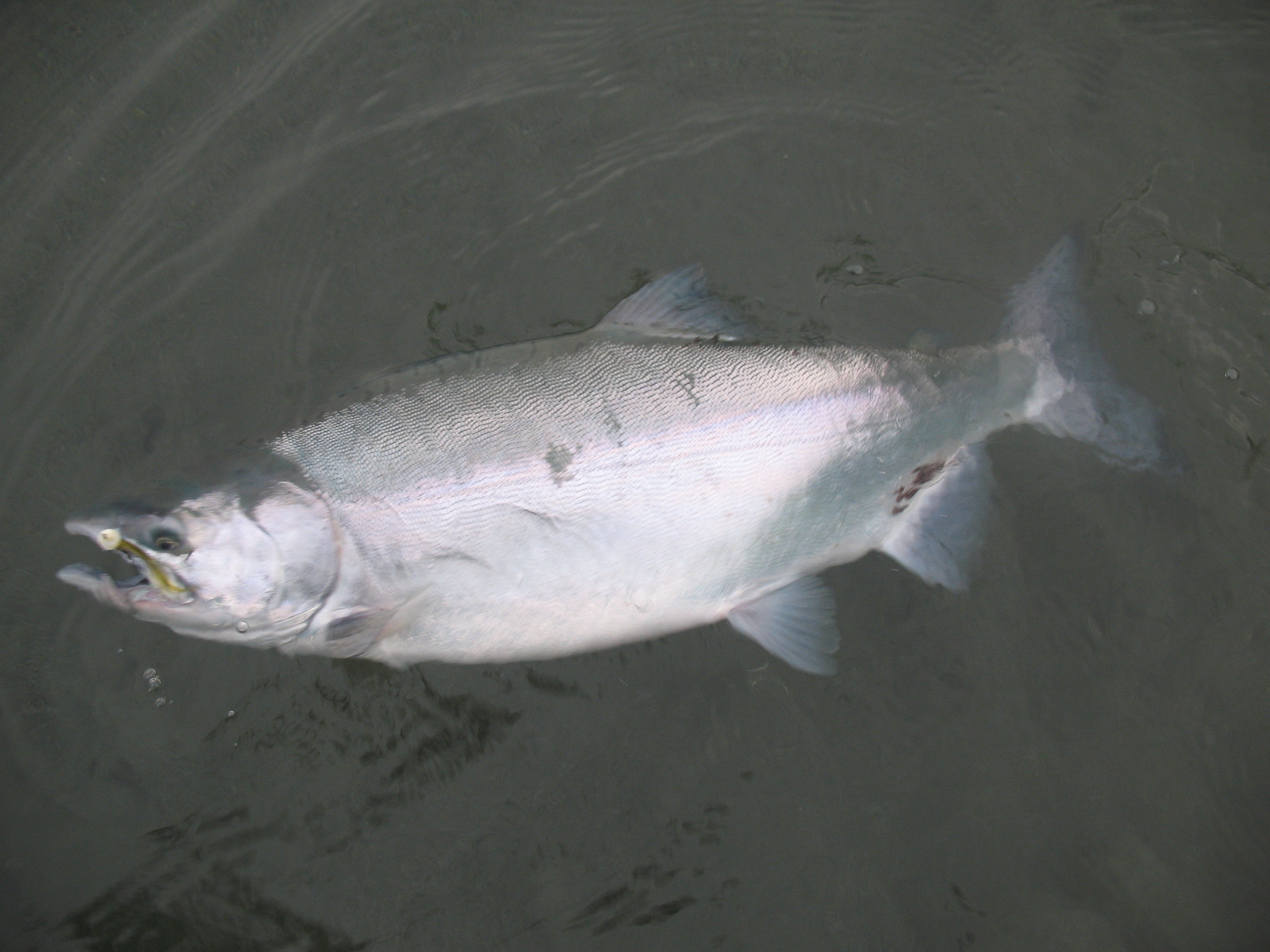 Monster Pink Salmon