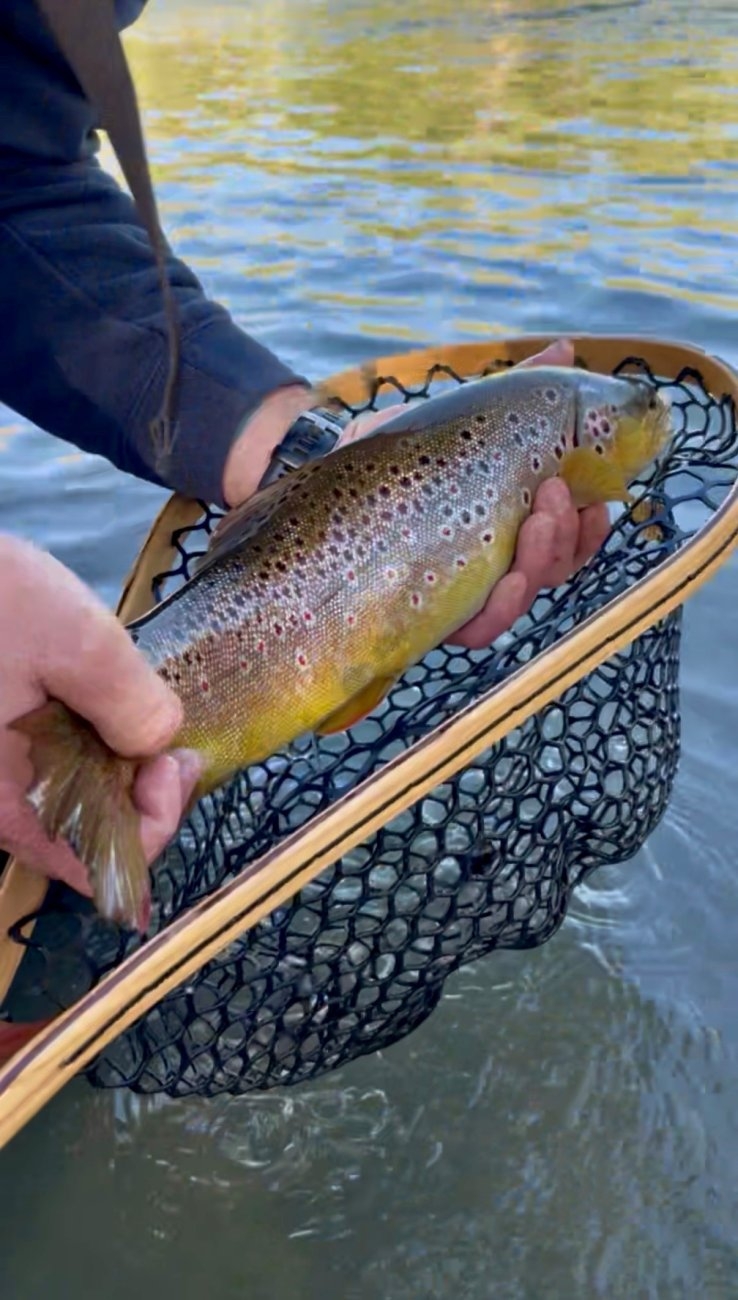 Media 'or.jpg' in category 'Trip Reports & Fish Pics'
