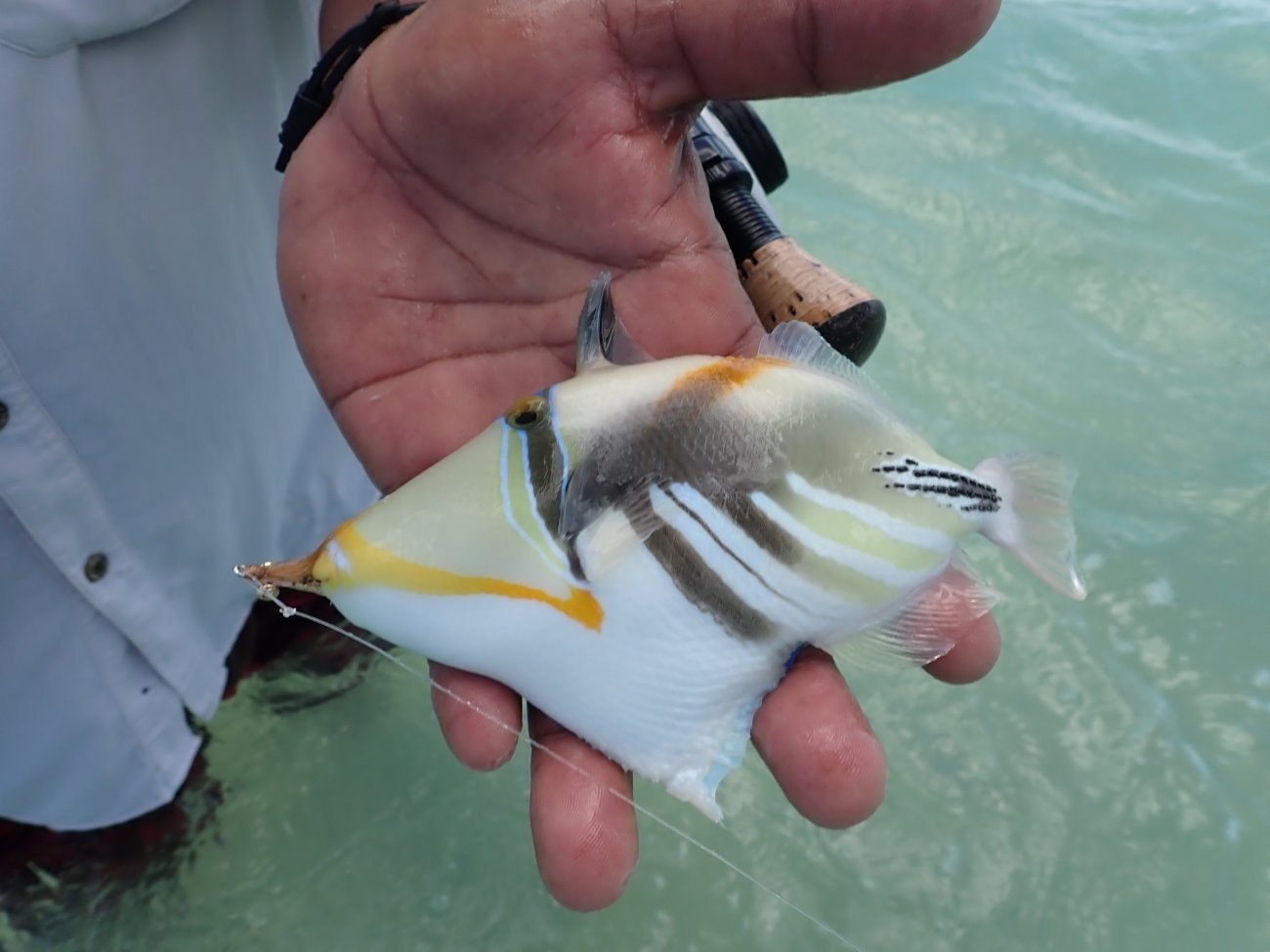 Picasso Triggerfish