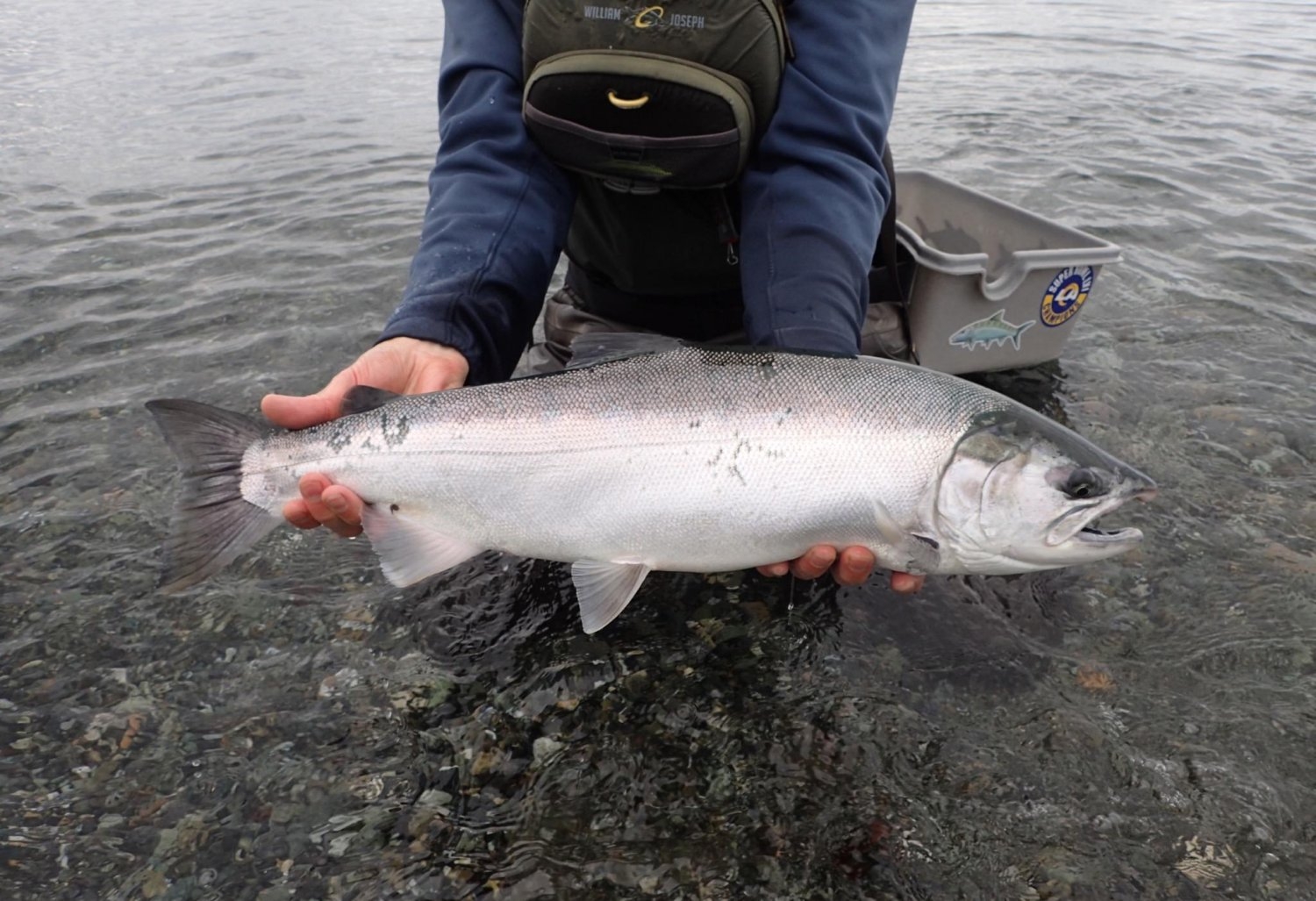 Wild Coho Salmon