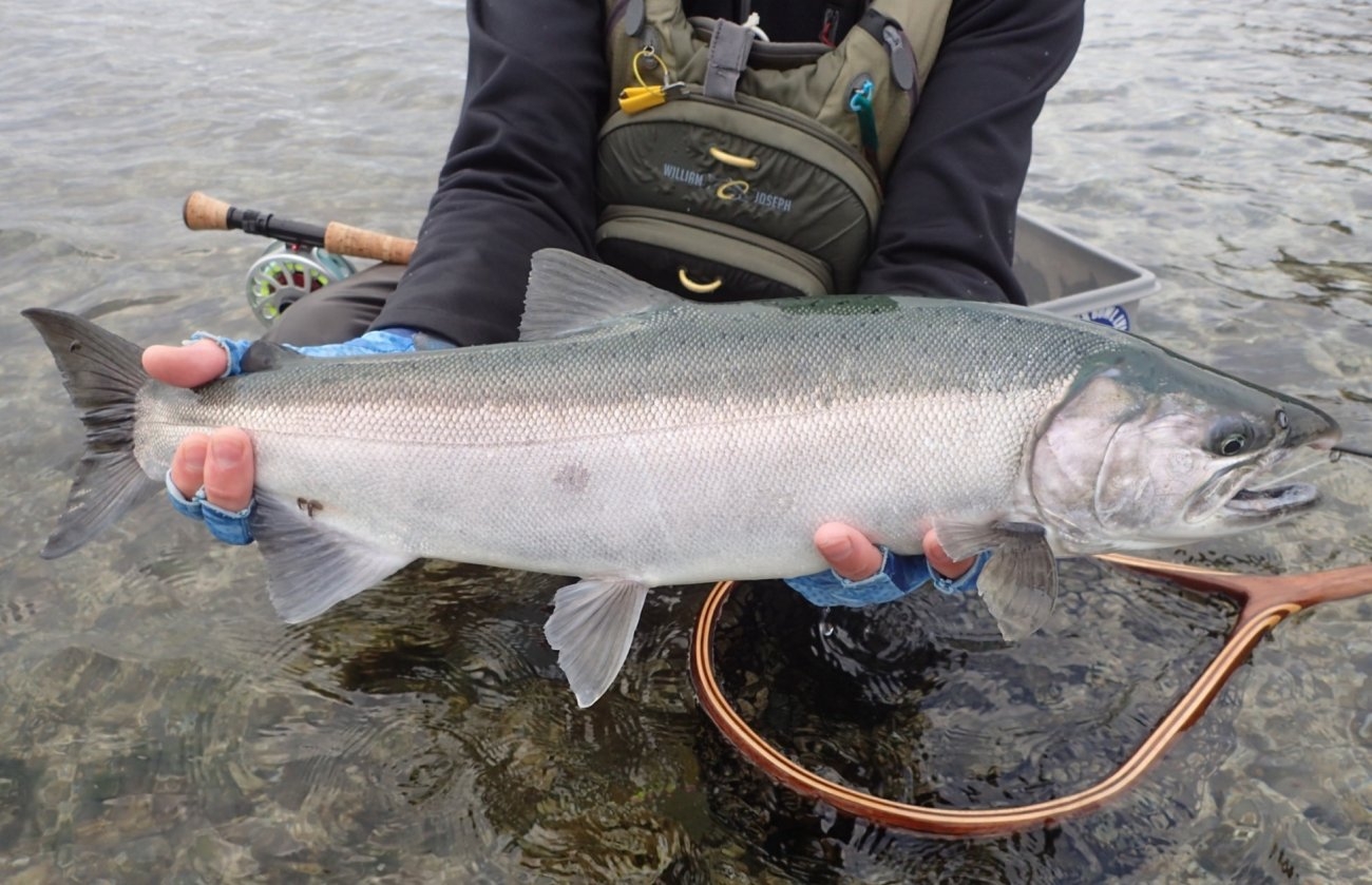 Wild Coho Salmon